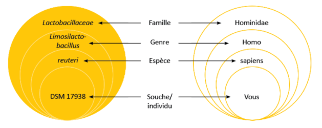 Classification Limosilactobacillus reuteri DSM 17938