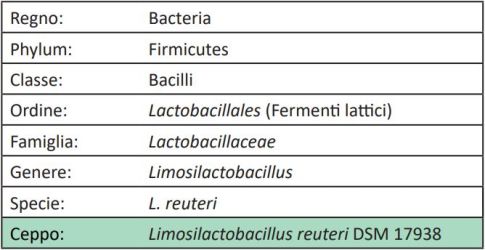 Tassonomia di Limosilactobacillus reuteri DSM 17938