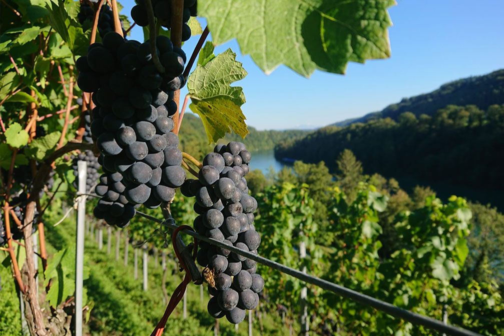 Weintraube auf dem Weingut Pircher in Eglisau