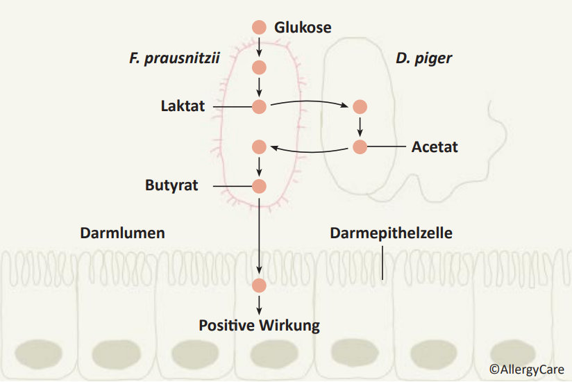 Wechselwirkung Faecalibacterium Prausnitzii und Desulfovibrio Piger