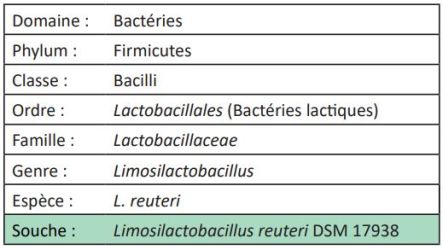 Taxonomie de Limosilactobacillus reuteri DSM 17938