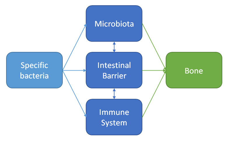 Osteomicrobiology – Current literature review