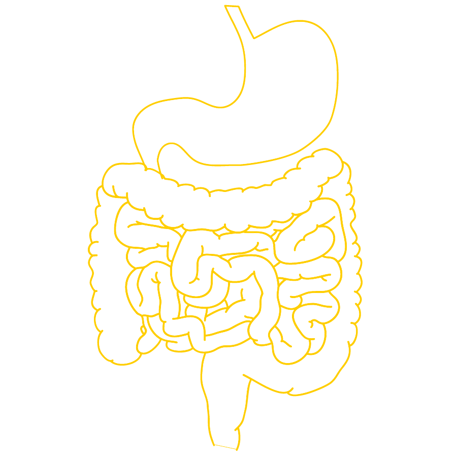 Lactobacillus reuteri DSM 17938 origine humaine