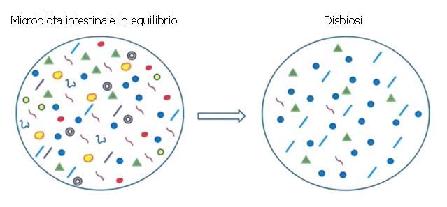 Microbiota intestinale in equilibrio vs. Disbiosi