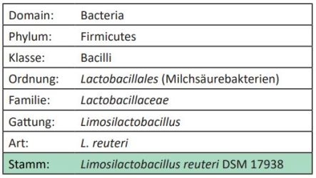 Taxonomie von Limosilactobacillus reuteri DSM 17938