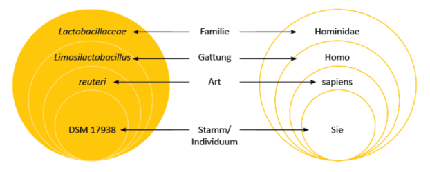 Klassifizierung Limosilactobacillus reuteri DSM 17938