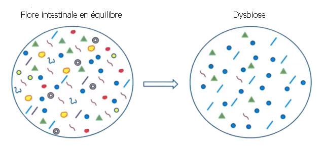 Flore intestinale en équilibre vs. Dysbiose