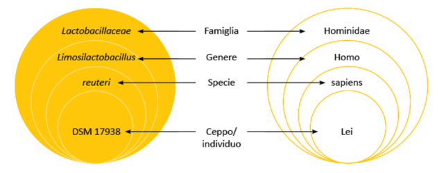 Ordinamento Limosilactobacillus reuteri DSM 17938